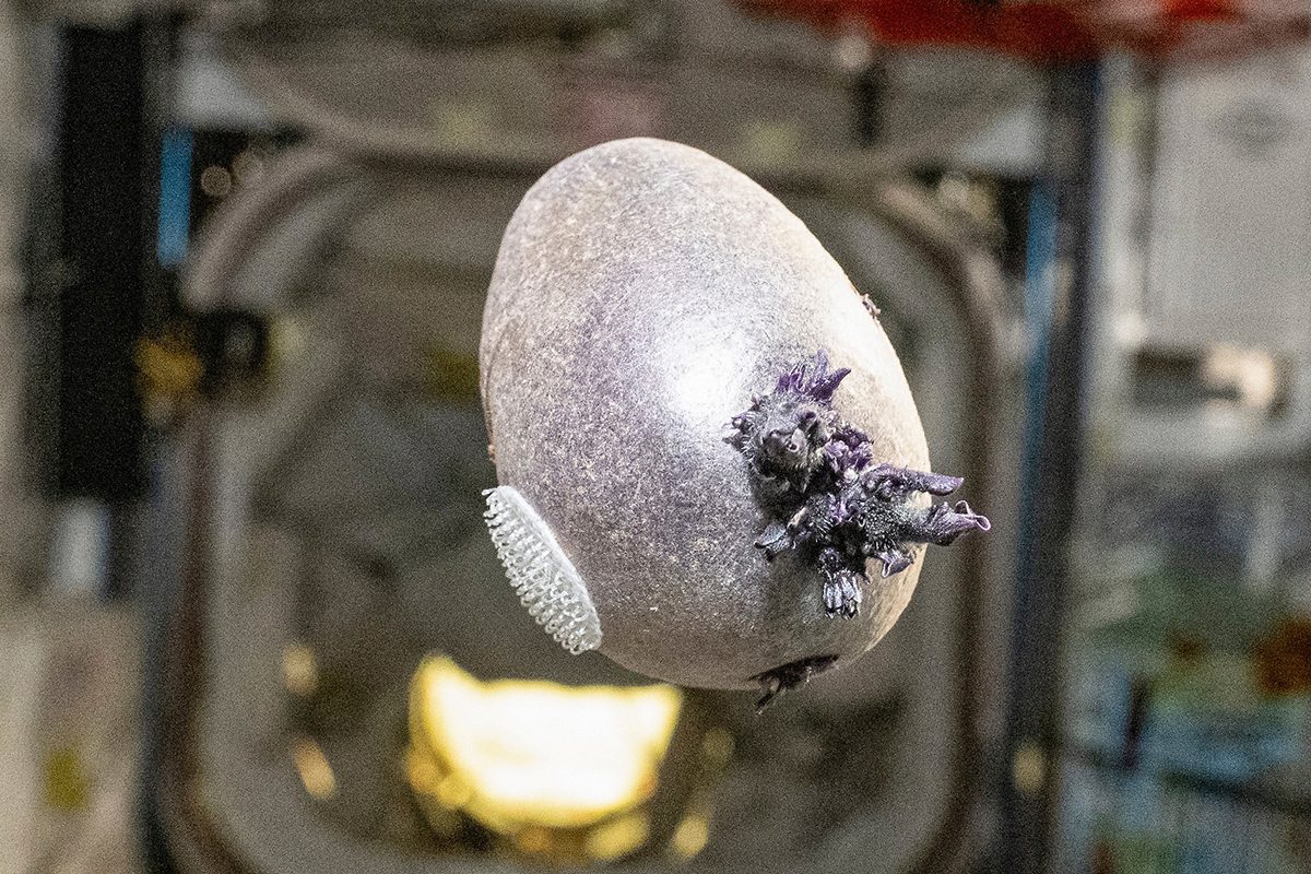 NASA astronaut shares photo of weird, purple, egg-shaped object with ‘tentacles’ on the ISS. But the truth is much more terrestrial