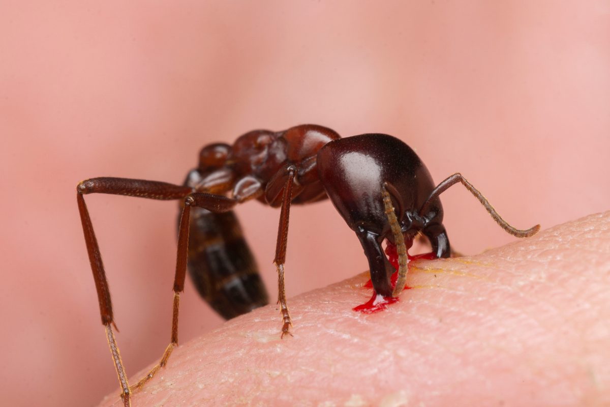 Raiding parties are the soldiers, bearing enormous heads armed with long, scissor-like mandibles capable of dismantling prey piece by piece…