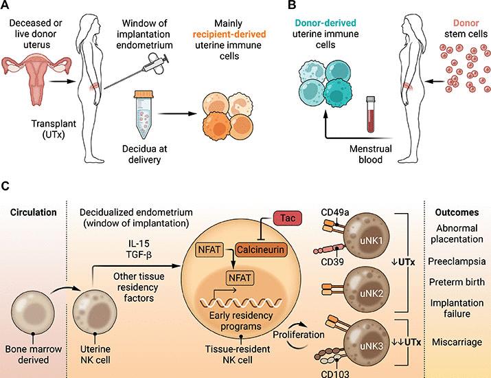 Tac-kling tissue-resident uterine NK cells | Science Translational Medicine