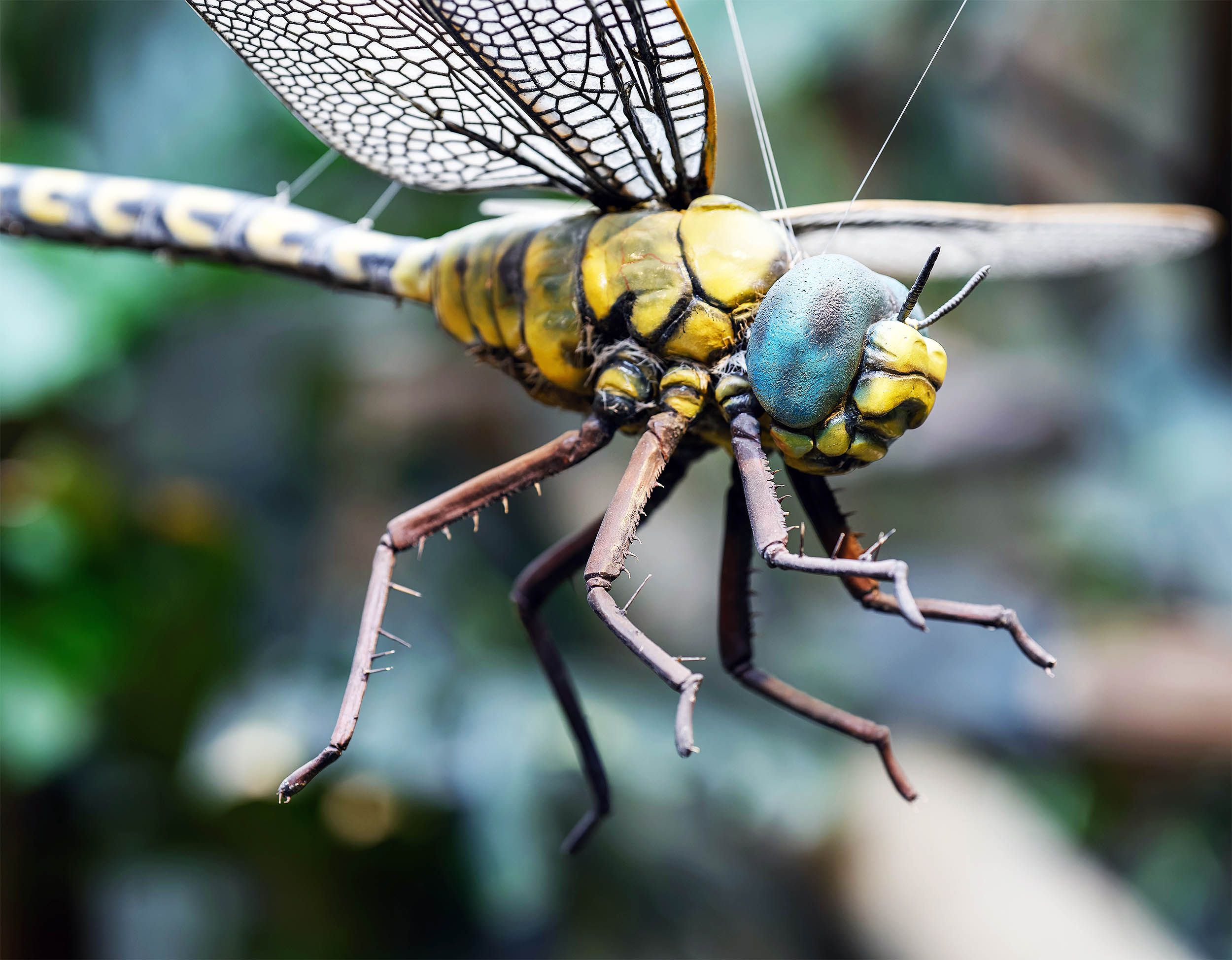 Earth’s first insects were massive with wingspans over two feet long