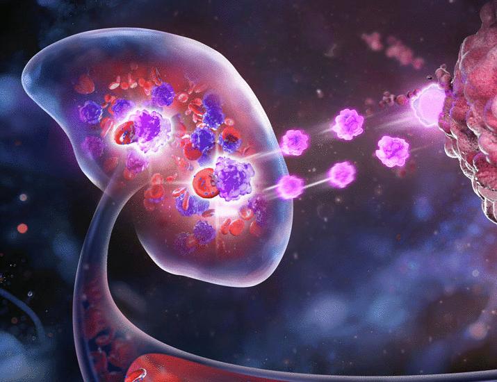 In vivo generation of CAR myeloid cells through erythrocyte-mediated mRNA delivery for cancer immunotherapy | Science Translational Medicine