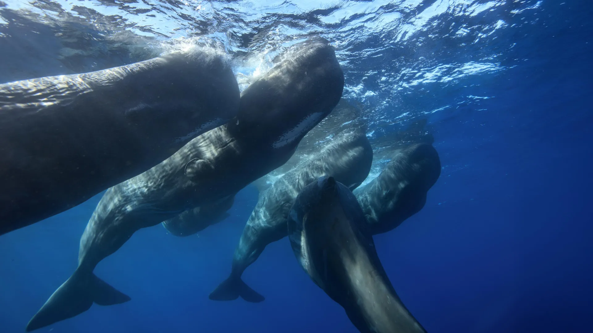 Sperm whales caught headbutting each other on camera for the first time