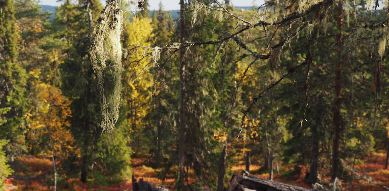 Sweden’s ‘old-growth’ natural forests store 83% more carbon than managed woodlands – new study