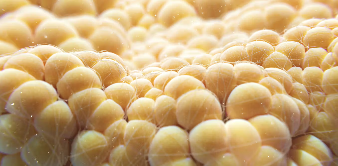 Fat cells burn energy to make heat – making them the next frontier of weight loss therapies