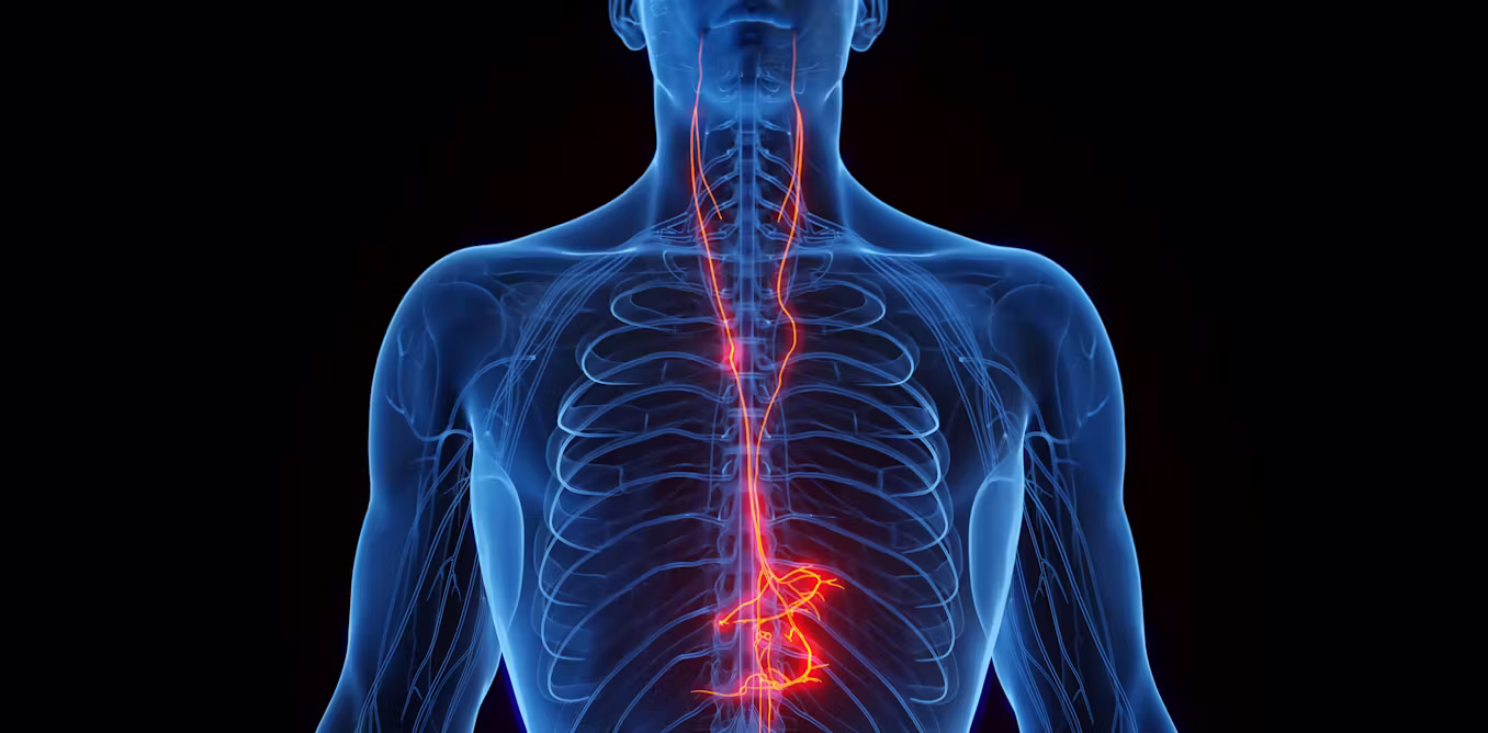 Vagus nerve stimulation shows promise as a way to counter Alzheimer’s disease- and age-related memory loss