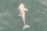 Drone Footage Captures Rare Moments of Finless Porpoises Caring for Others’ Calves