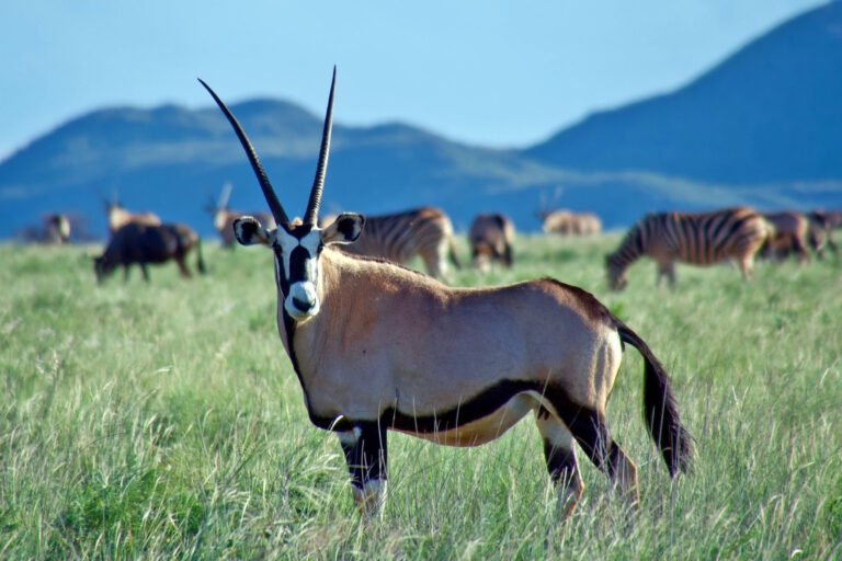 A South African reserve shows how carbon can catalyze rewilding conservation