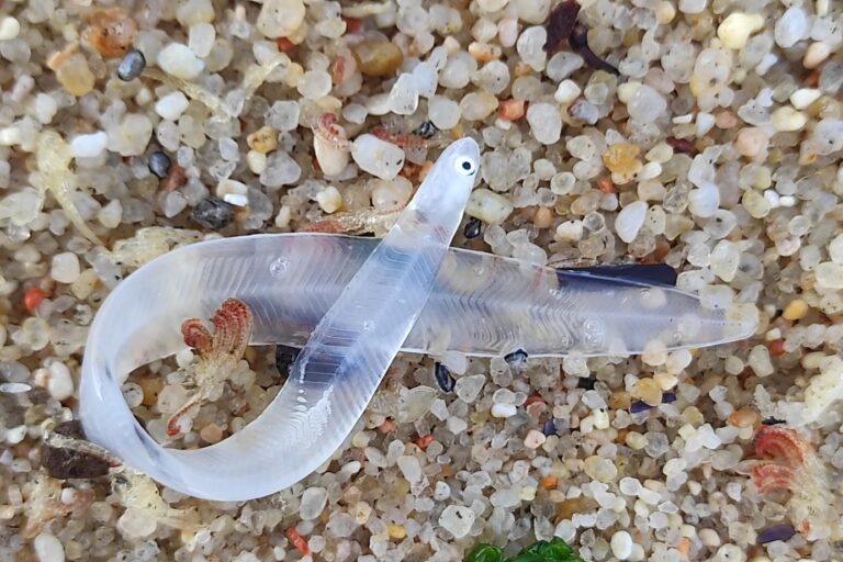 Eight arrested as Europe cracks down on lucrative eel smuggling syndicates