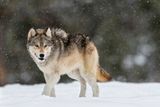 Wolf Reintroduction to Yellowstone National Park Helped Restore Aspen Trees — but There Is Still Much to Learn