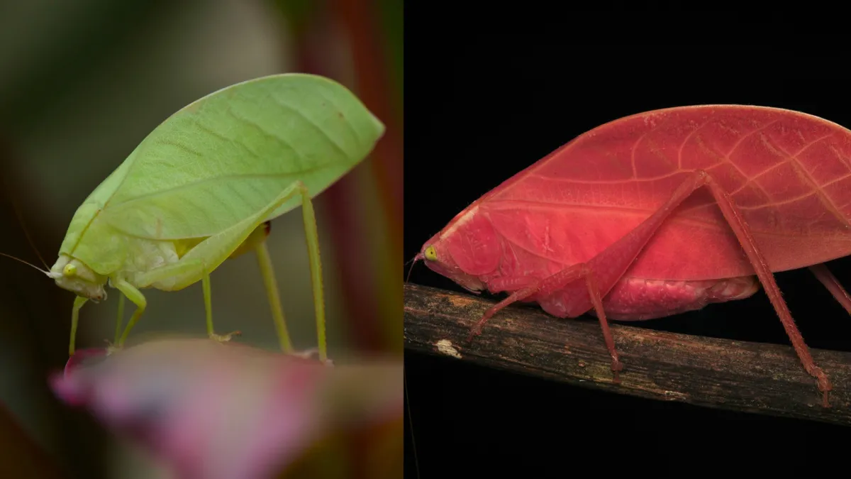 Green insect turns a puzzling shade of hot pink