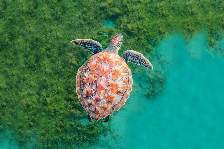 Why saving seagrass meadows could help save the world’s coastlines