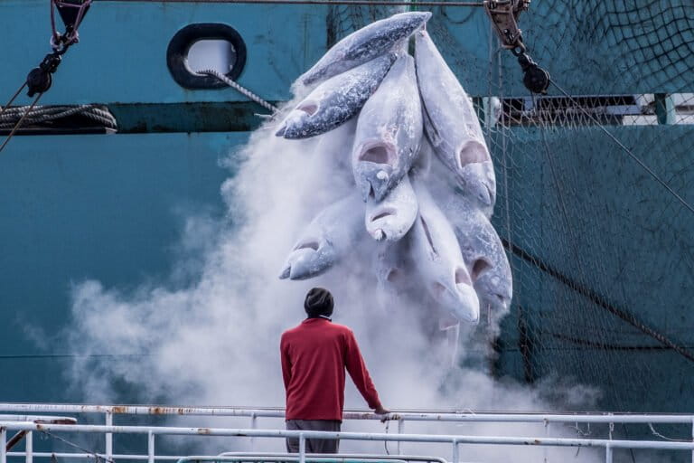 The hidden cost of fisheries subsidies