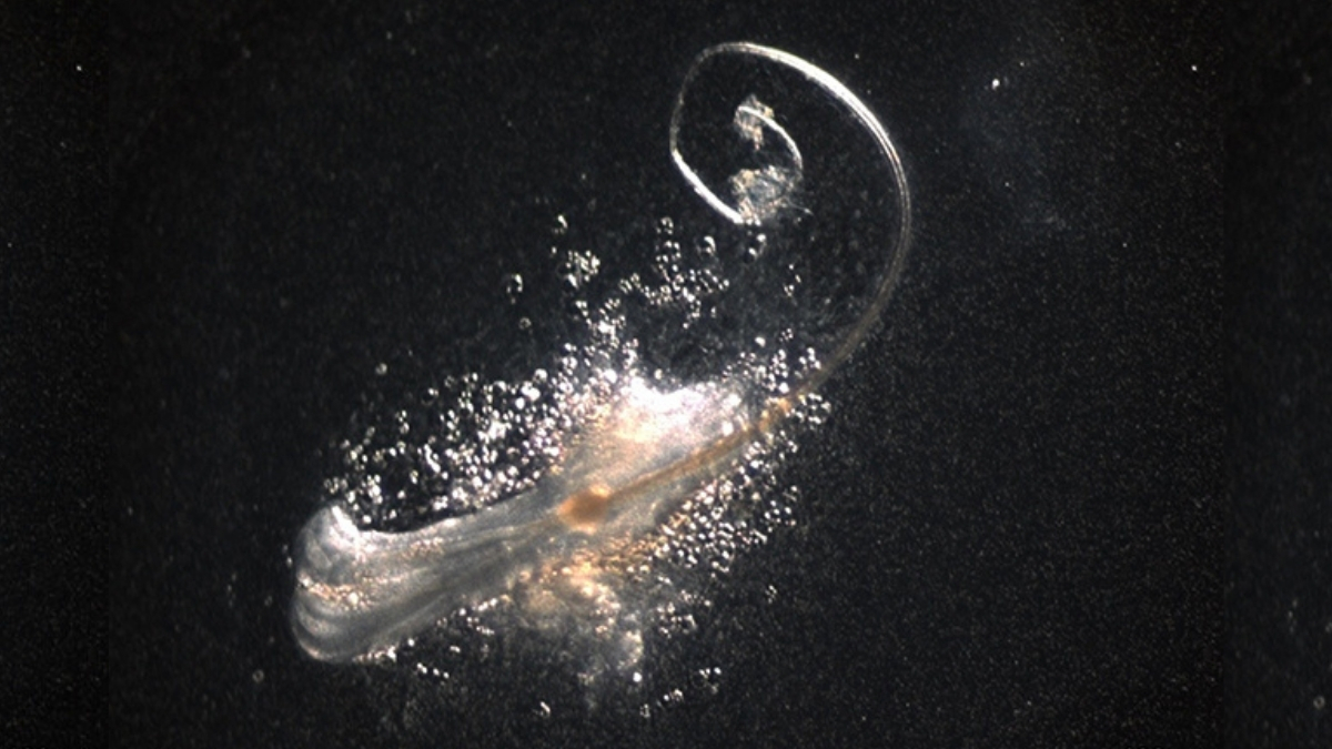 Fully Functional Hair Follicles Have Been Grown in The Lab For The First Time : ScienceAlert