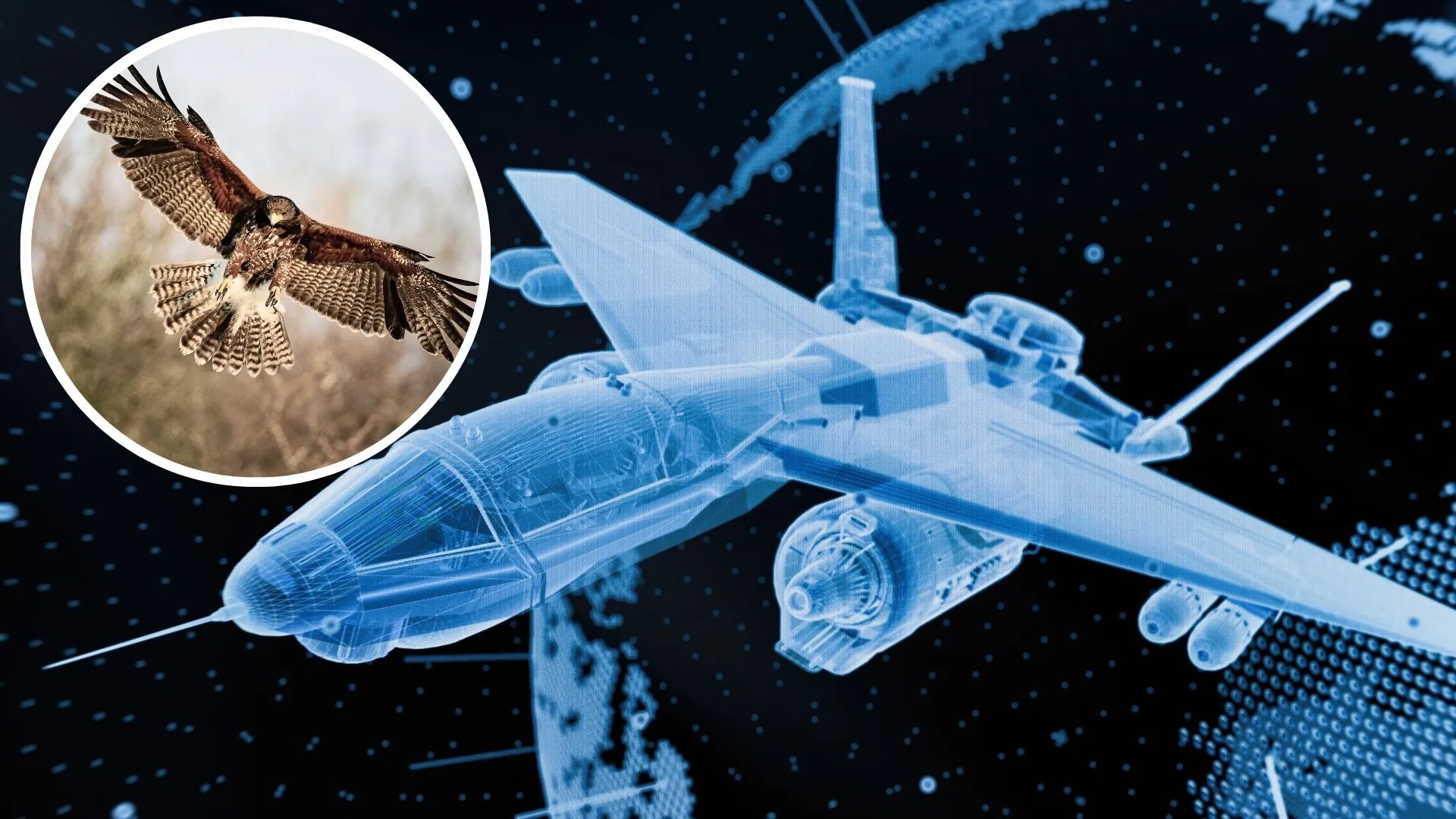 Hawks’ flight control can help make fighter jets highly maneuverable