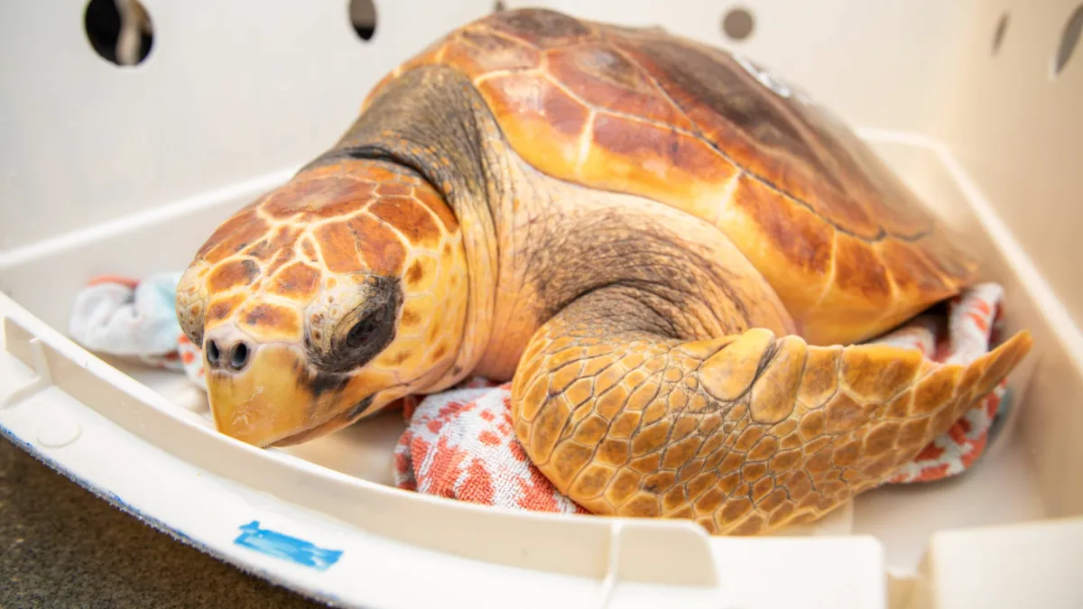 Hello Helvetica! Vets name rescued sea turtles named after fonts