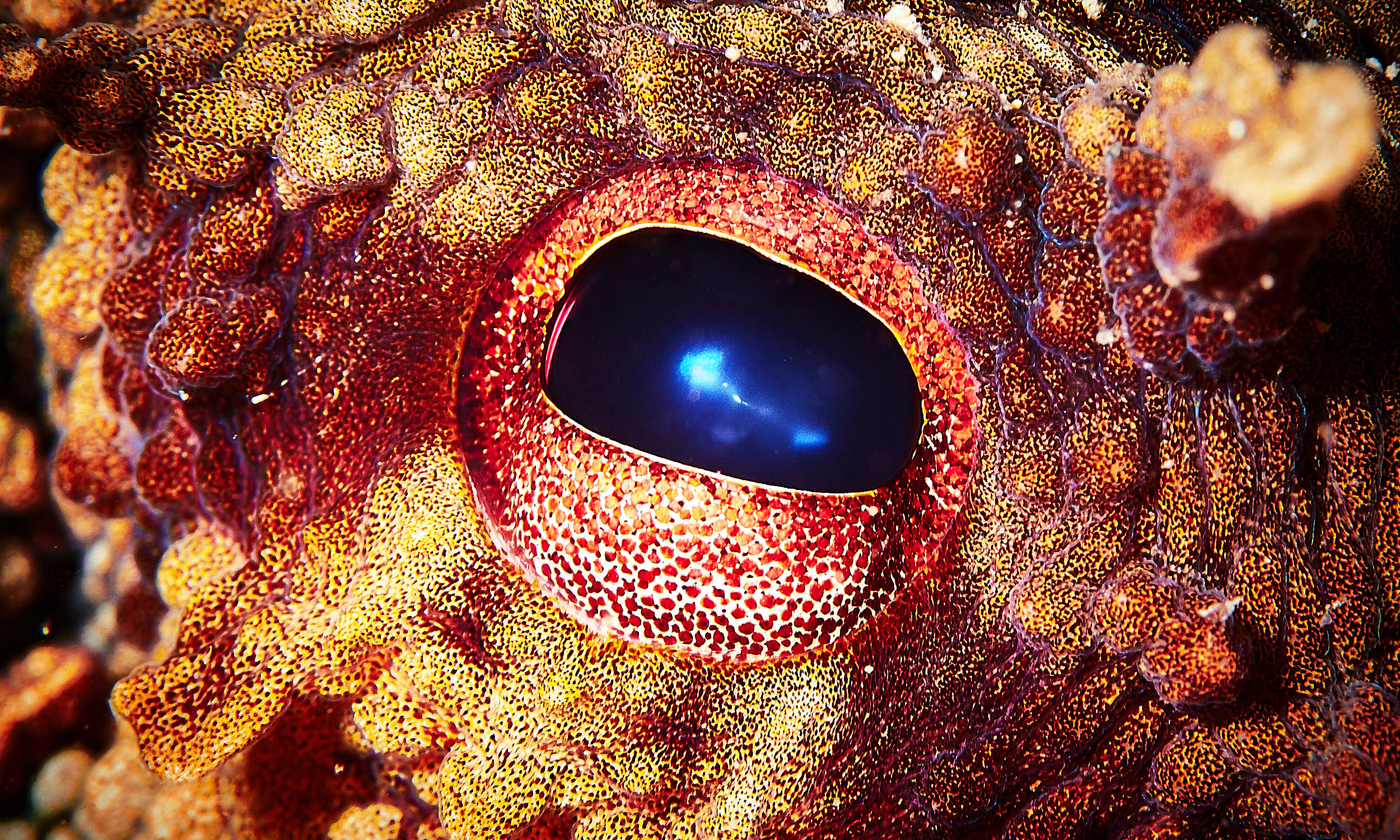 Which animal will replace humans as Earth’s dominant species?