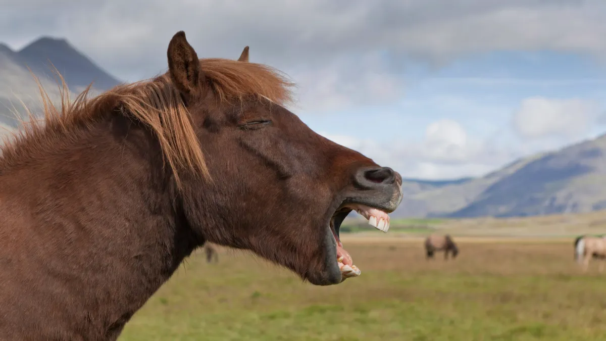 Horse whinnies are weirder than they sound