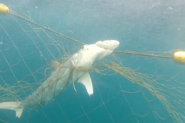 Proposed shark net near Club Med resort in South Africa sparks conservation clash