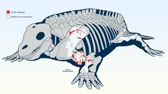 280-Million-Year-Old Fossil Provides Earliest Direct Evidence of Land Predators Attacking Herbivores