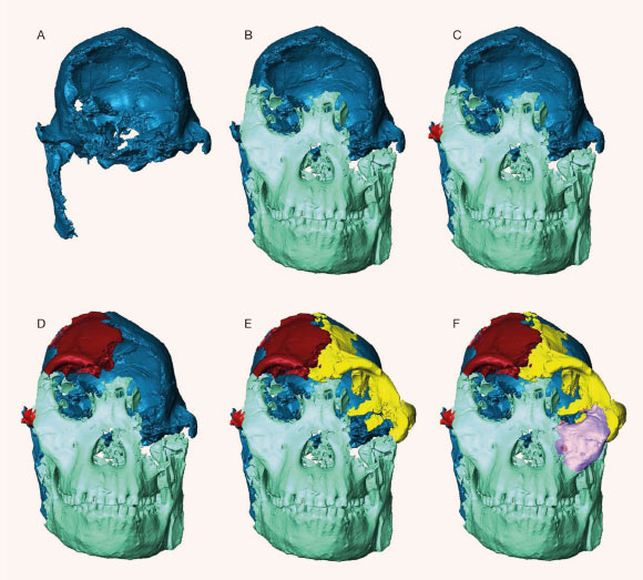 Scientists Digitally Reconstruct Face of ‘Little Foot’