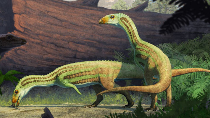 Triassic Crocodile Relative May Have Learned to Walk on Two Legs