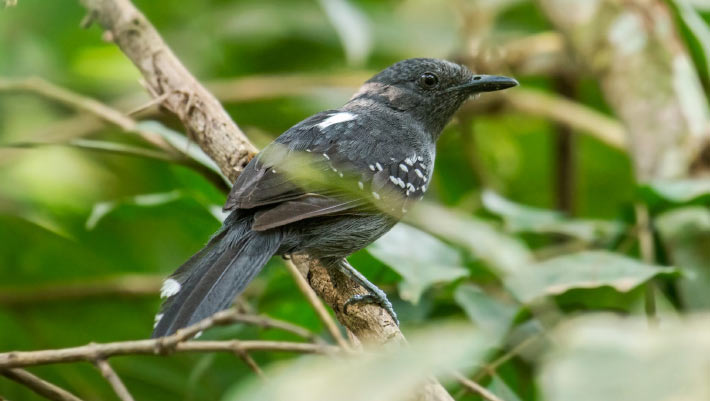 Two New Bird Species Identified in Amazonia