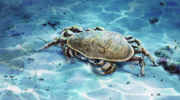 Early Triassic Cyclidan Crustacean Had Powerful Jaws