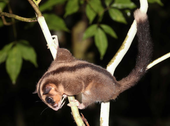 Two Species of Marsupials Thought Lost for 6,000 Years Found Alive in New Guinea