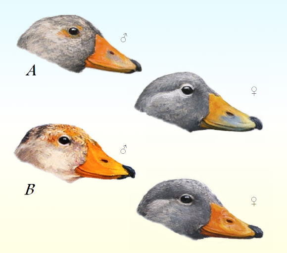 New Species of Steamer Duck Discovered in Chile