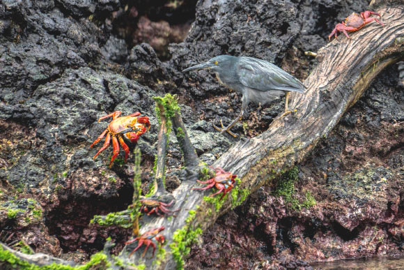 Galapagos Lava Heron is Distinct Bird Species, New Study Shows