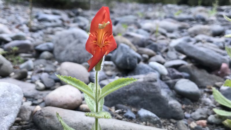 Rapid evolution helped wildflowers survive California’s megadrought