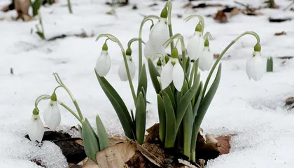 How a Small Winter Flower Has Attracted Droves of Admirers—and Offers a Symbol of Resilience