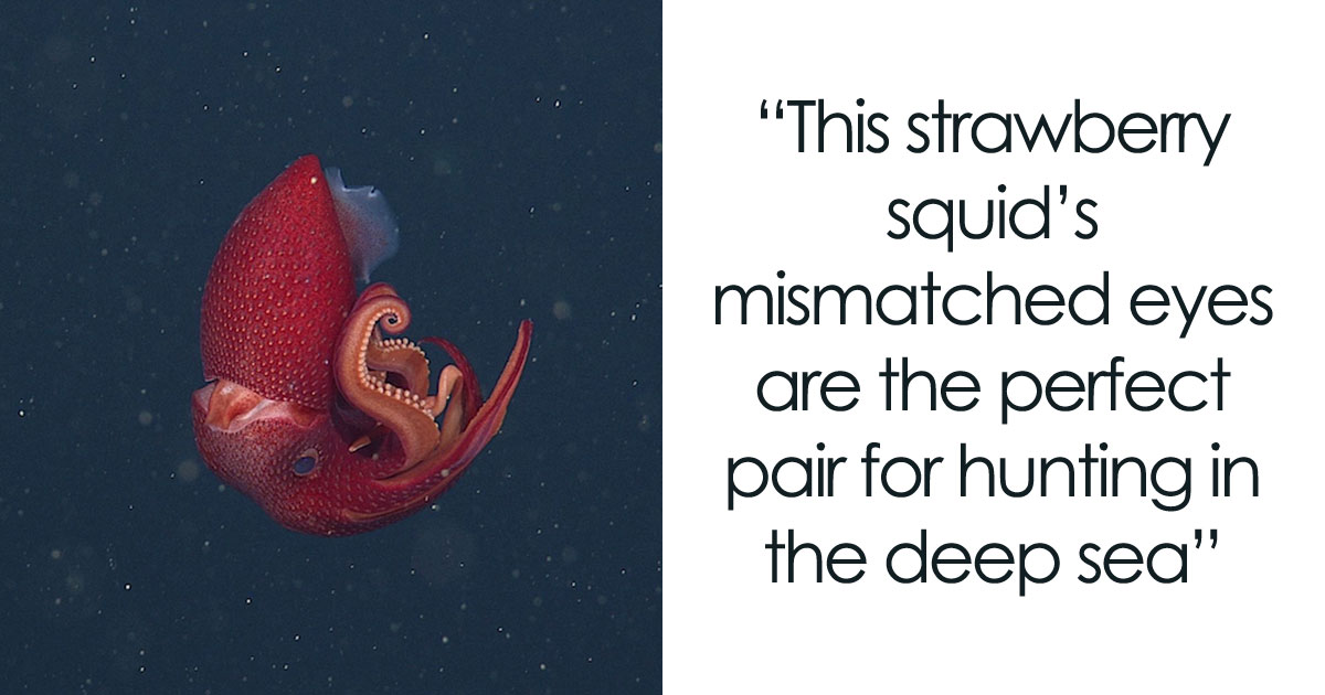 30 Alien-Like Deep-Sea Creatures That You Won’t Believe Exist