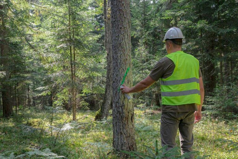 From forest to flatpack, IKEA faces timber traceability test under EUDR
