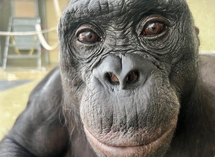 A bonobo named Kanzi could play pretend, challenging ideas about animal imaginations