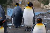 Like Modern Humans, Penguins in Captivity Are Living Longer &mdash; but Show Signs of Aging Faster