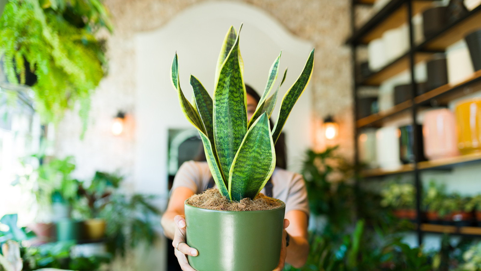13 Plants To Propagate In March To Fill Your House With More Houseplants For Spring
