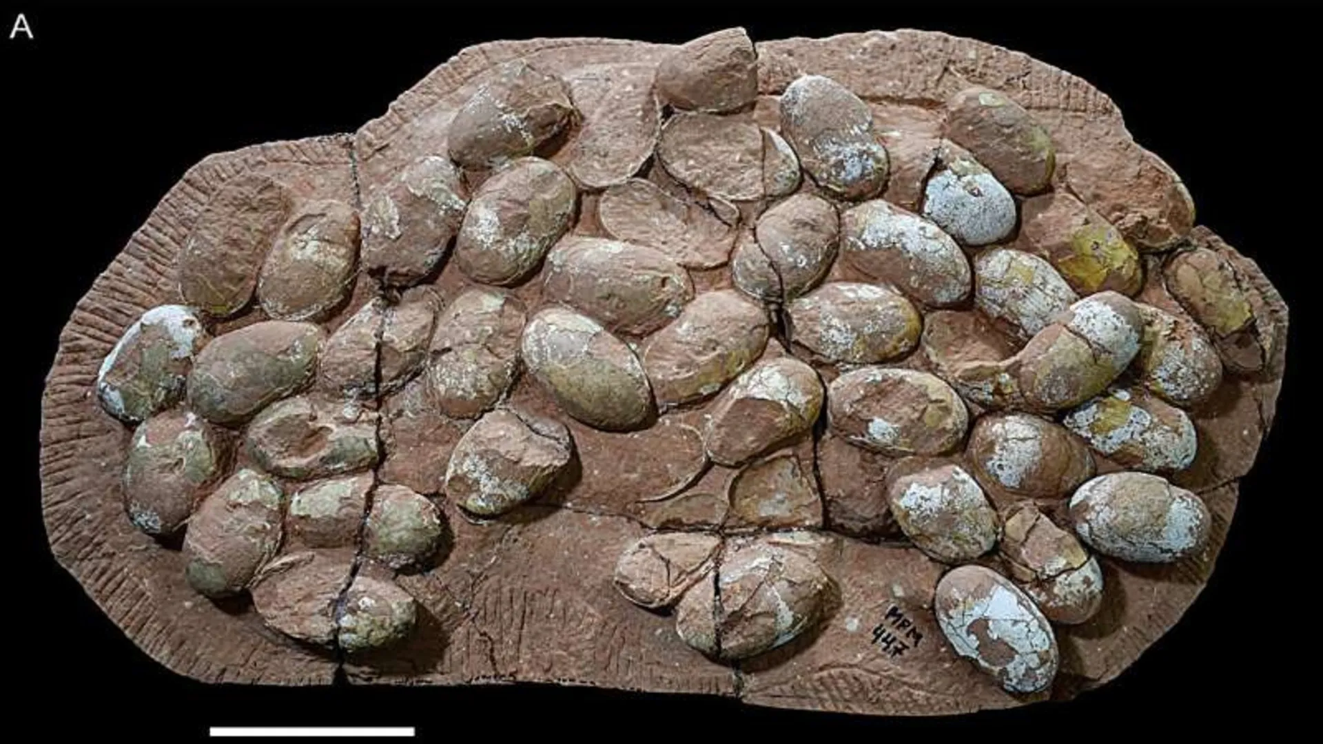 World’s largest clutch of 47 Mesozoic crocodile eggs found in Brazil