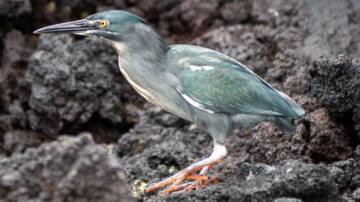 Student discovers new Galápagos bird, solving a decades-old mystery