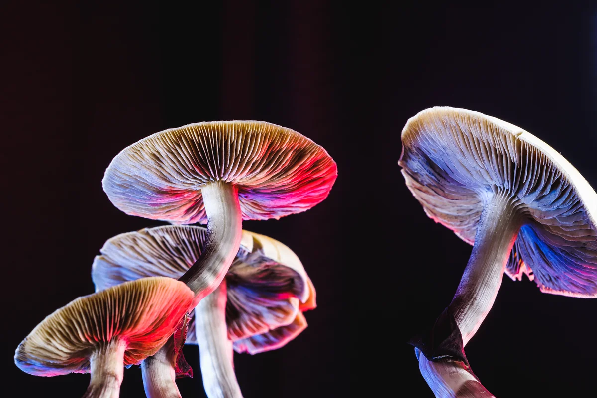 Where did magic mushrooms come from? Scientists just got closer to an answer