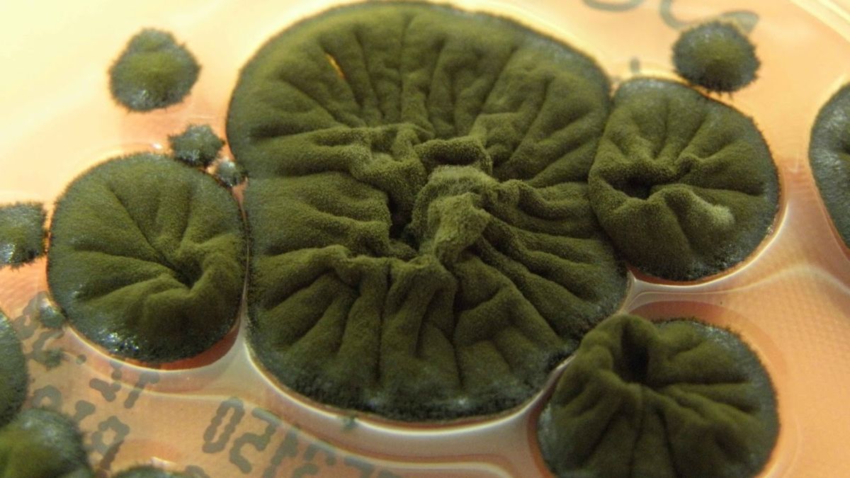 Chernobyl Fungus Seems to Have Evolved an Incredible Ability : ScienceAlert