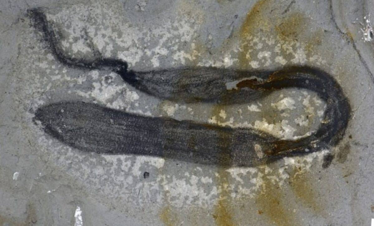 Scientists Uncover 90 Strange Spiky Creatures Just 1.5 Million Years After Earth’s First Mass Extinction