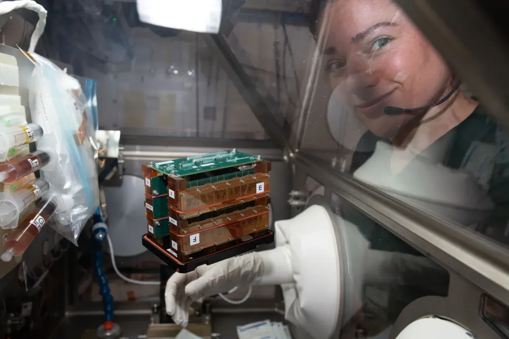 An astronaut’s tiny stand-in: tissue chips in space health