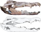A Massive Pliocene Crocodile May Have Hunted Lucy and Other Early Hominins, 3 Million Years Ago
