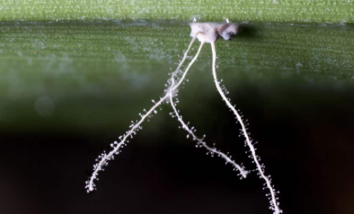 The Real “Last of Us” Is Happening in the Amazon, and a Spider Is Playing the Fungus