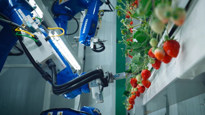 Misumi partners with Oishii to advance robotic vertical farming systems