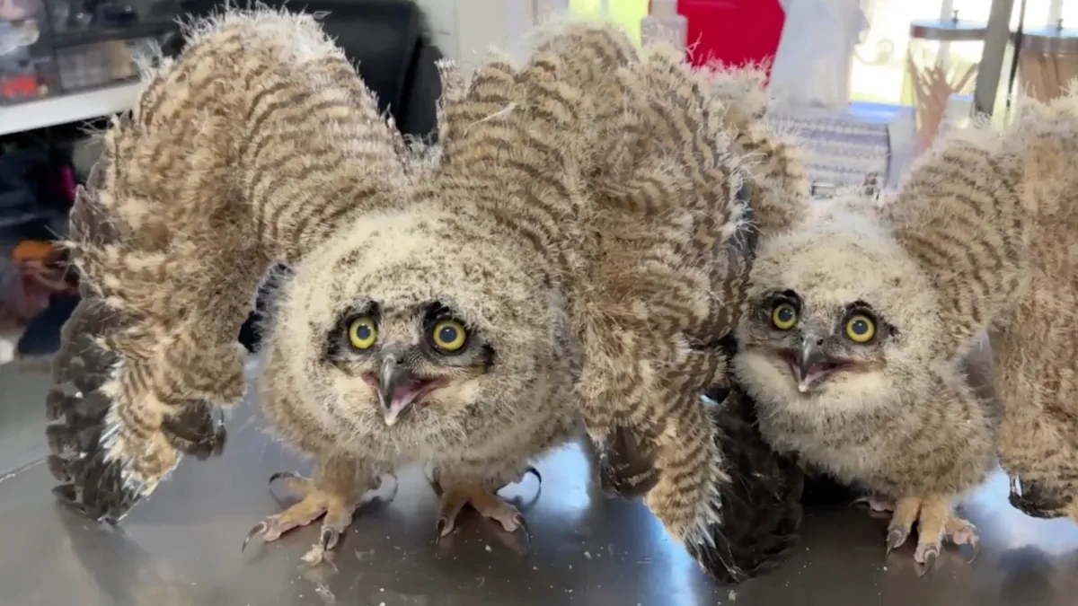 Spunky baby owls examined after being found on soccer field