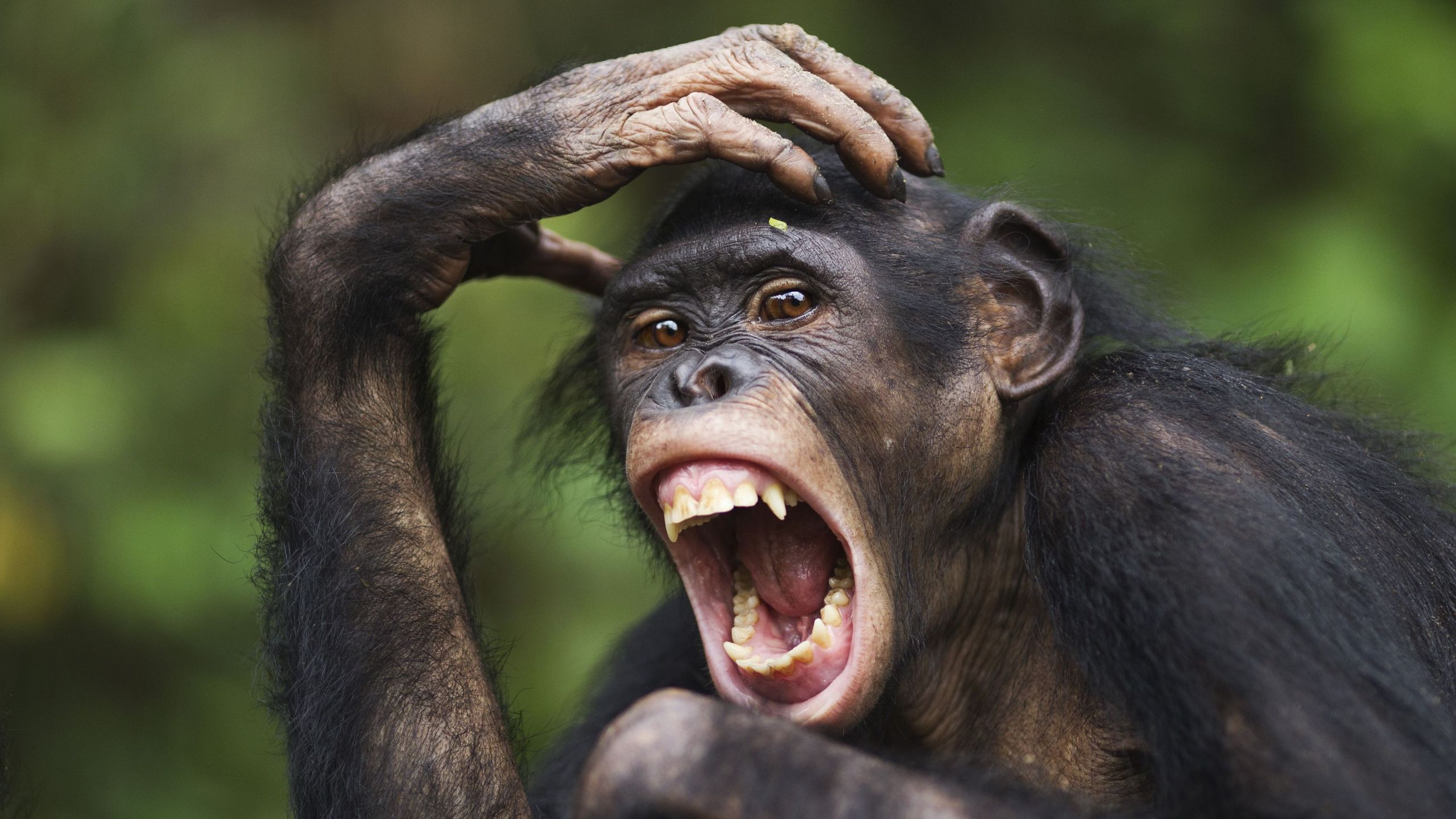 Bonobos are just as aggressive as chimps, but there’s a key difference — the female bonobos