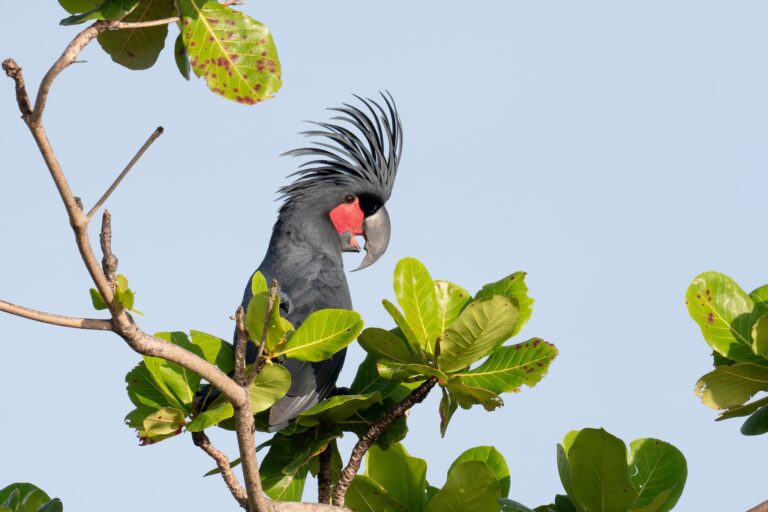 Conservation win as first palm cockatoo chick fledges from artificial hollow in Australia