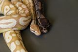 Pythons&rsquo; Unique Eating Habits May Inspire the Next Generation of Weight Loss Drugs